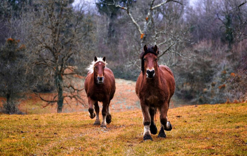 Fascinating Stories and Facts about Wildlife