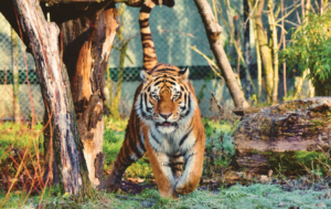 Mindset to Succesful Become Lion King